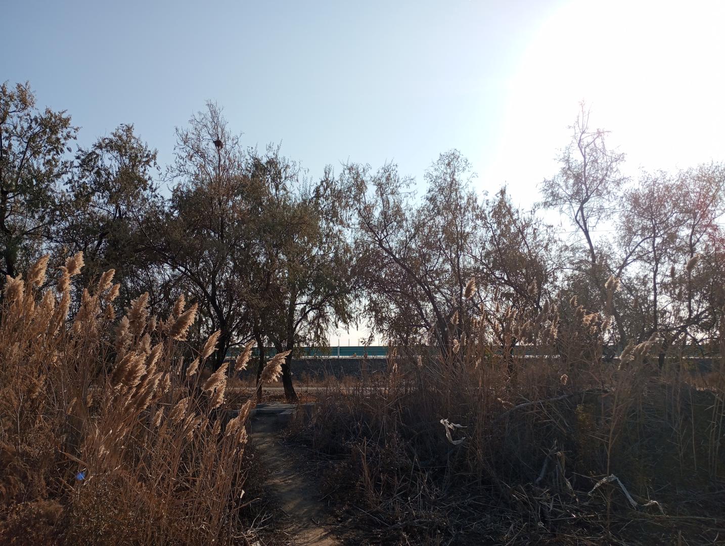 Elaeagnus angustifolia---Фанаты---251115-007